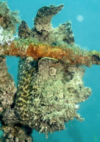 Indian Frogfish
