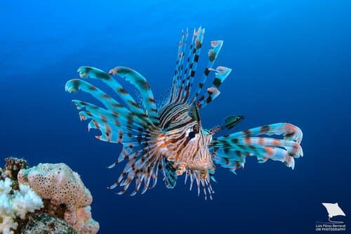 Indian Lionfish