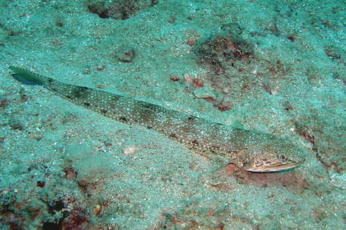 Indian Lizardfish