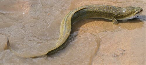 Indian Mottled Eel