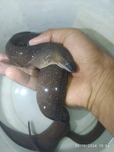 Indian Mud Moray