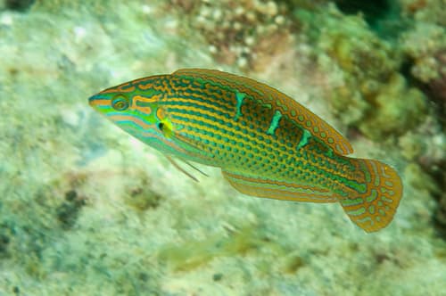 Indian Pinstriped Wrasse