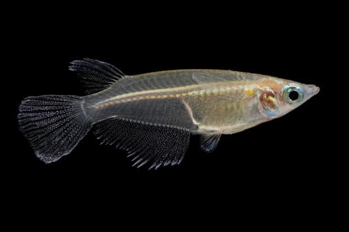 Indian Ricefish