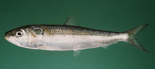 Indian Sardinella