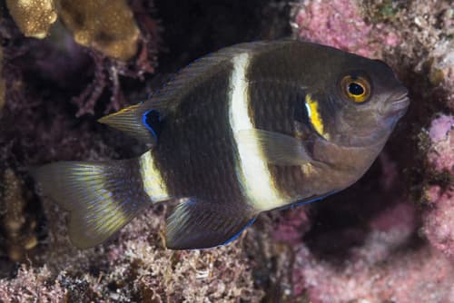 Indian Surge Demoiselle