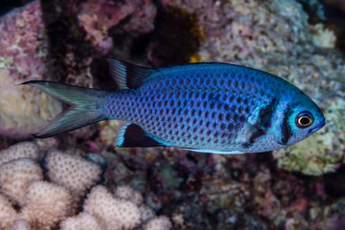 Indigo Chromis