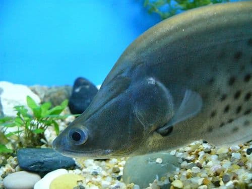 Indochinese Featherback