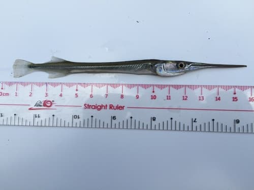 Indochinese Needlefish
