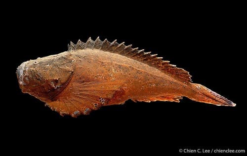 Indochinese Stonefish