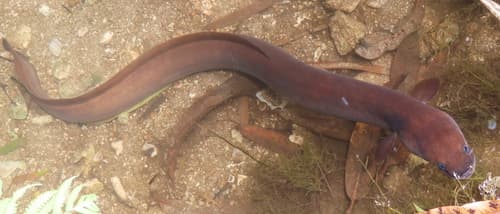 Indonesian Shortfin Eel