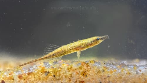 Crocodile Stickleback