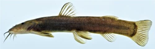 Inkomati Mountain Catfish