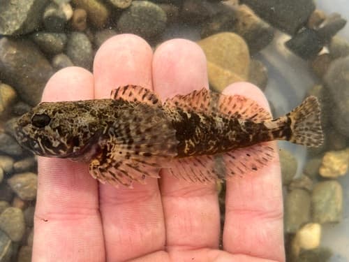 Inland Riffle Sculpin