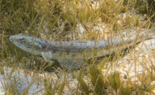 Inshore Lizardfish