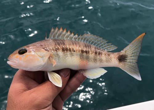 Inshore Sand Perch