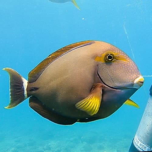 Inshore Surgeonfish