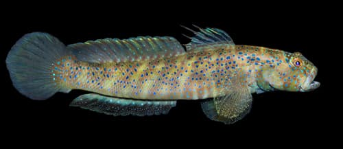 Insignia Prawn-goby