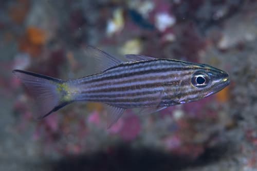 Intermediate Cardinalfish