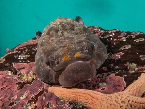 Intertidal Clingfish