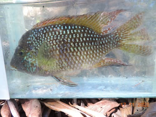 Iporanga Cichlid