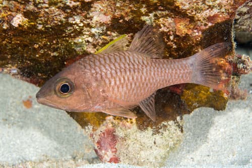 Iridescent Cardinalfish