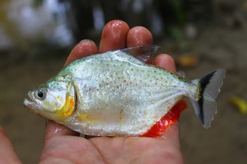 Iridescent Pirambeba