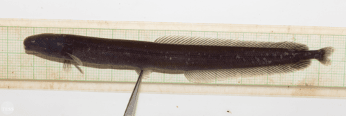 West African Mudfish