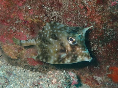 Island Cowfish