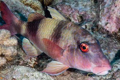 Island Goatfish