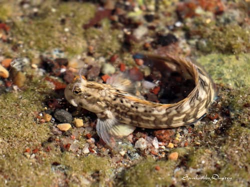Istiblennius rivulatus
