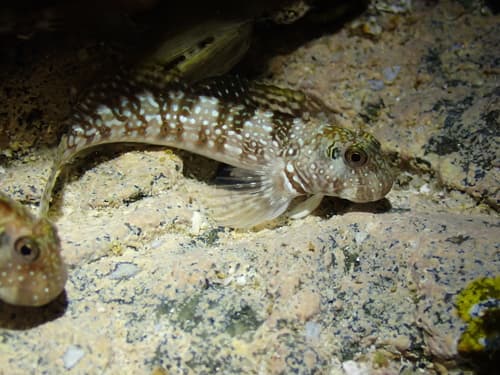 Spotted Blenny