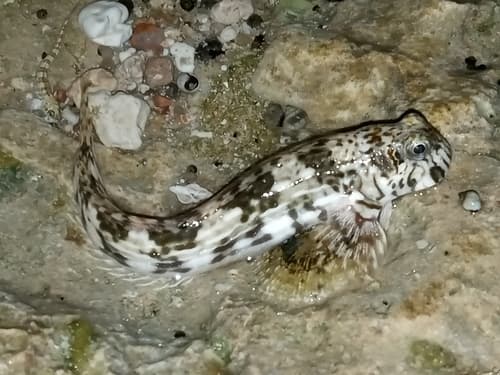 Unicolor Blenny