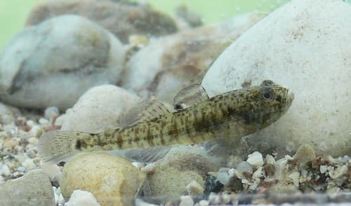 Italian Spring Goby