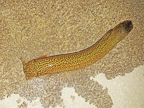 Ituglanis Eichhorniarum