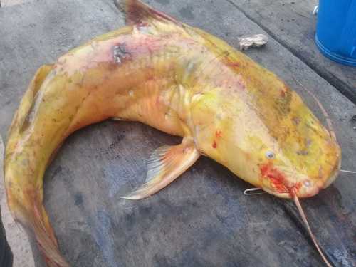 Jaú Catfish