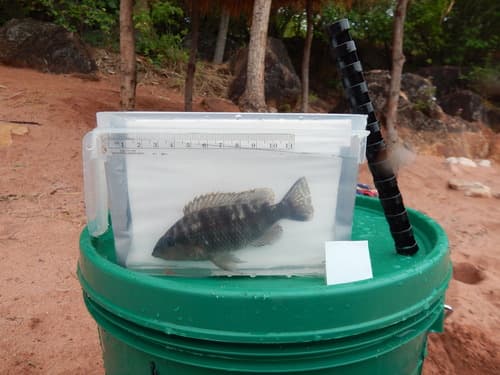 Jabarichromis pfefferi