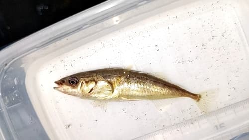 Japan Sea Stickleback