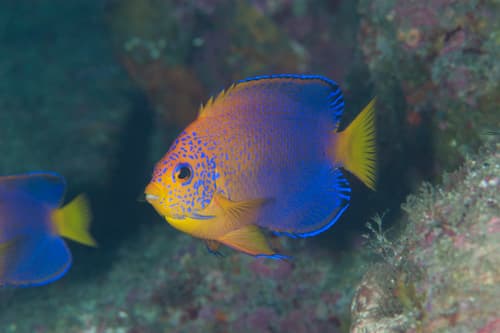 Japanese Angelfish