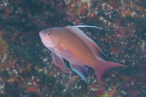 Japanese Anthias