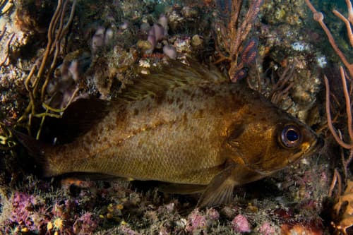 Japanese Black Seaperch