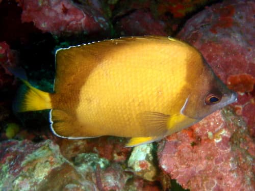 Japanese Butterflyfish