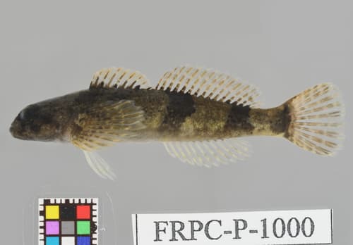 Japanese Fluvial Sculpin
