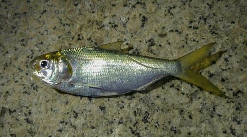 Japanese Gizzard Shad