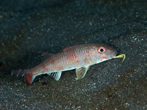 Japanese Goatfish