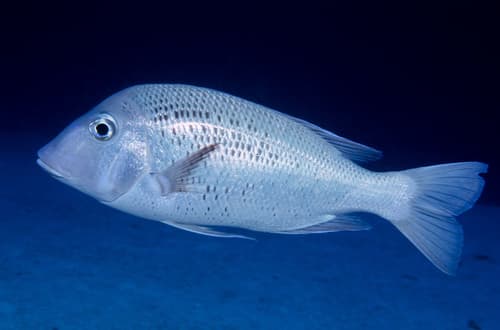 Japanese Large-eye Bream