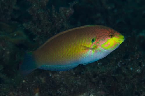 Japanese Leopard Wrasse