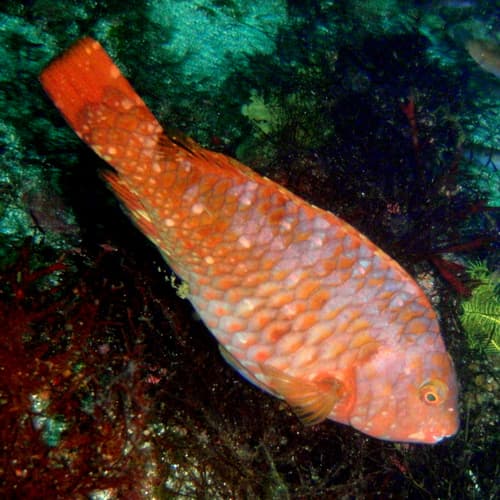 Japanese Parrotfish