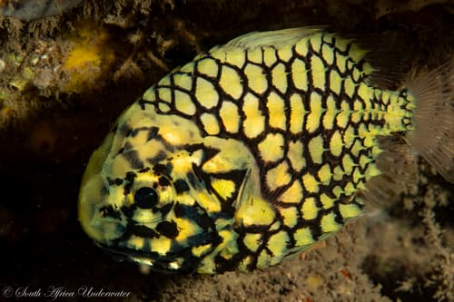 Japanese Pineapplefish