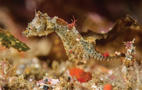 Japanese Pygmy Seahorse