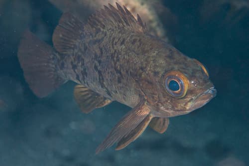 Japanese Red Rockfish